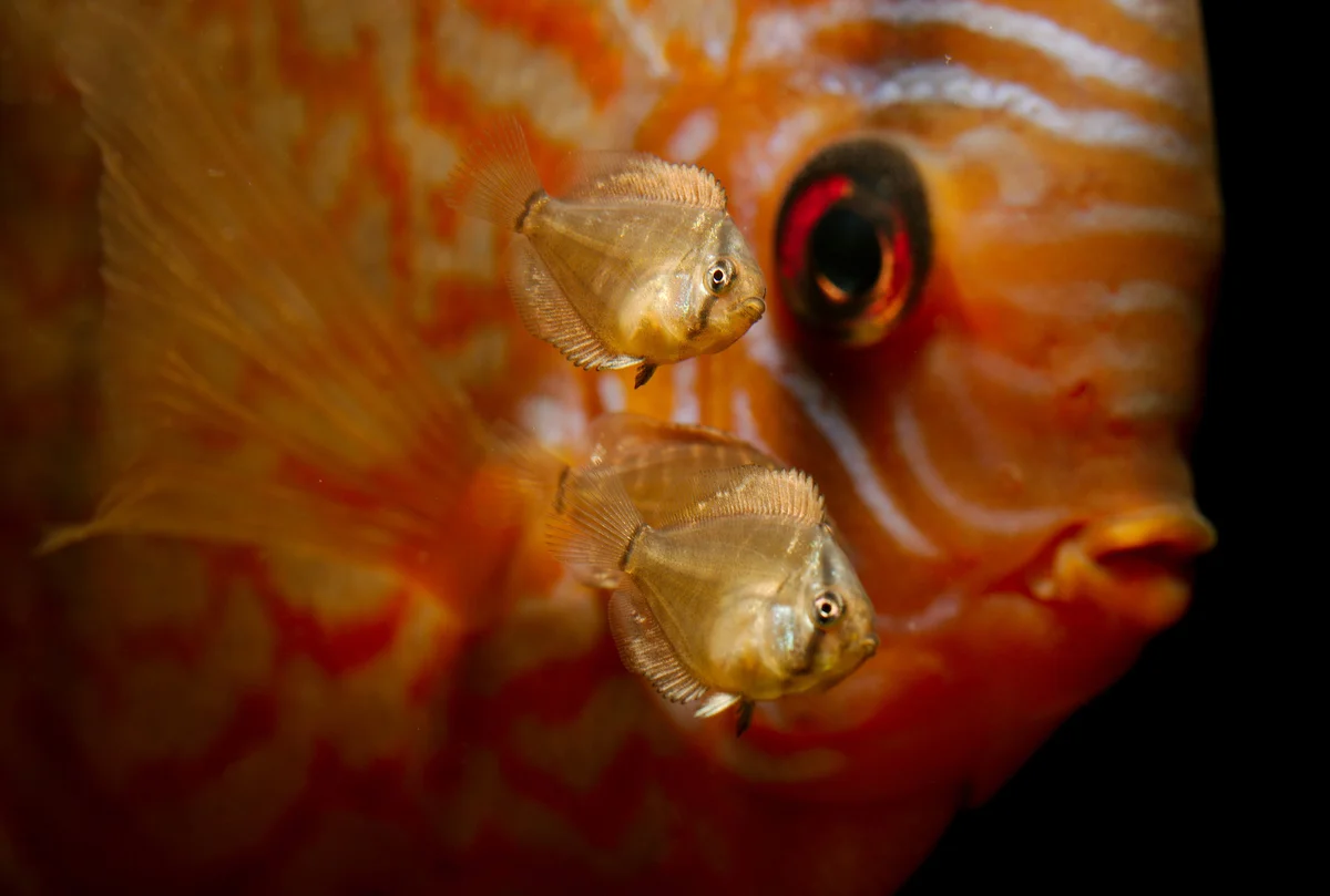 Discus fish babies