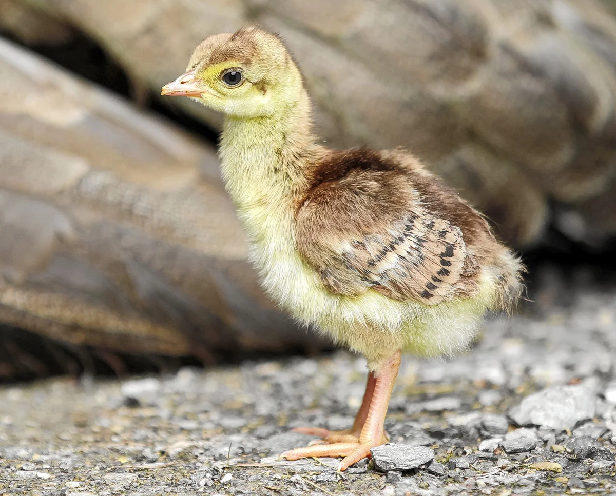 Baby Peacock