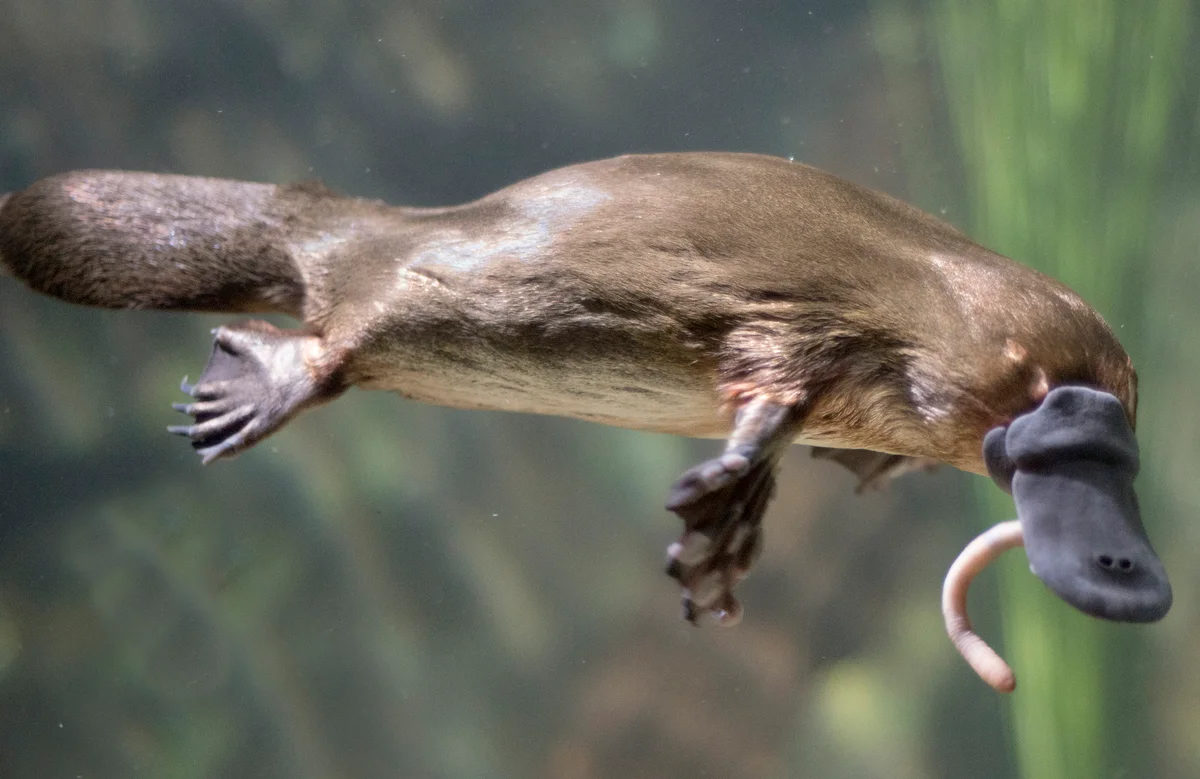 Platypus eating a worm