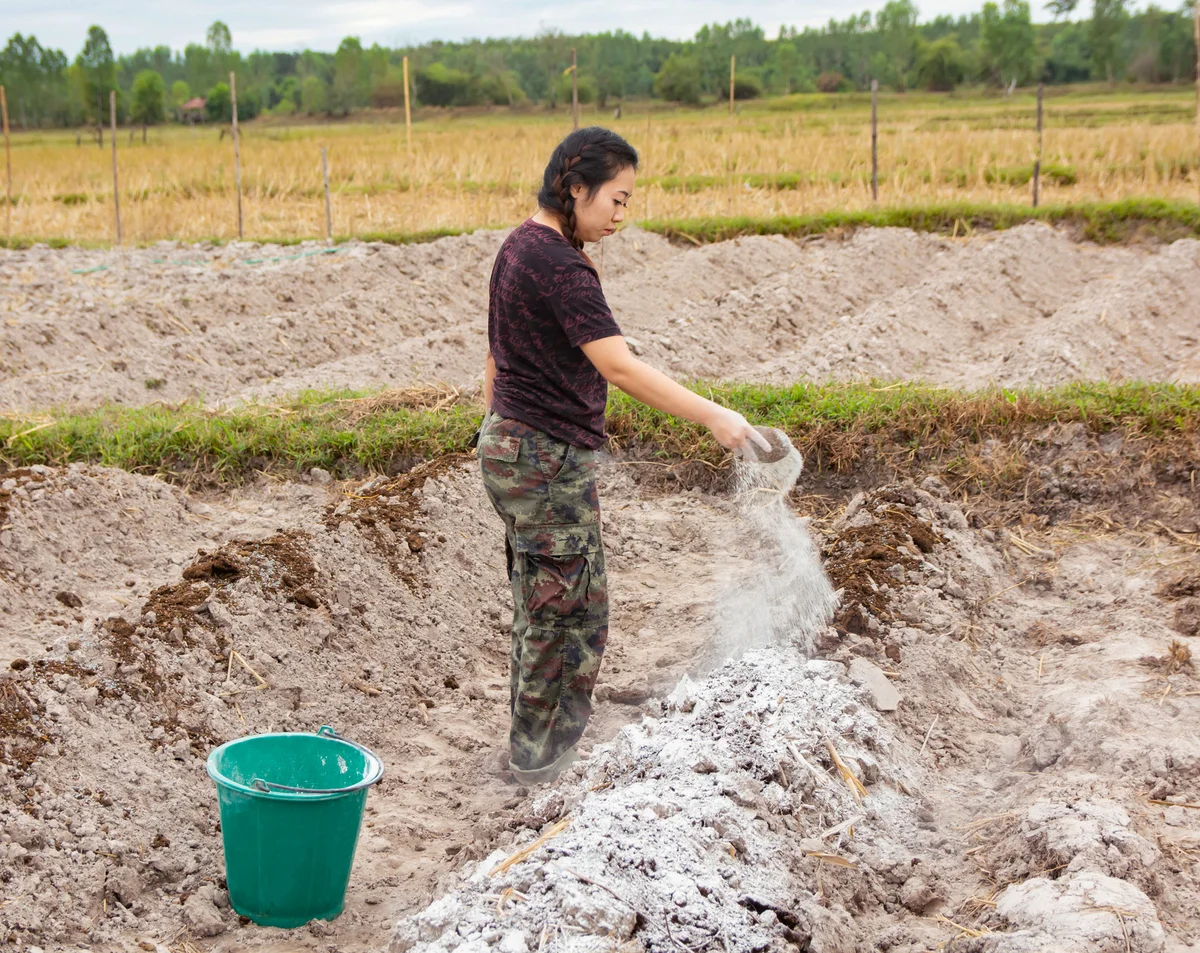 Gardener puts lime or calcium hydroxide into the soil to neutralize the acidity of the soil