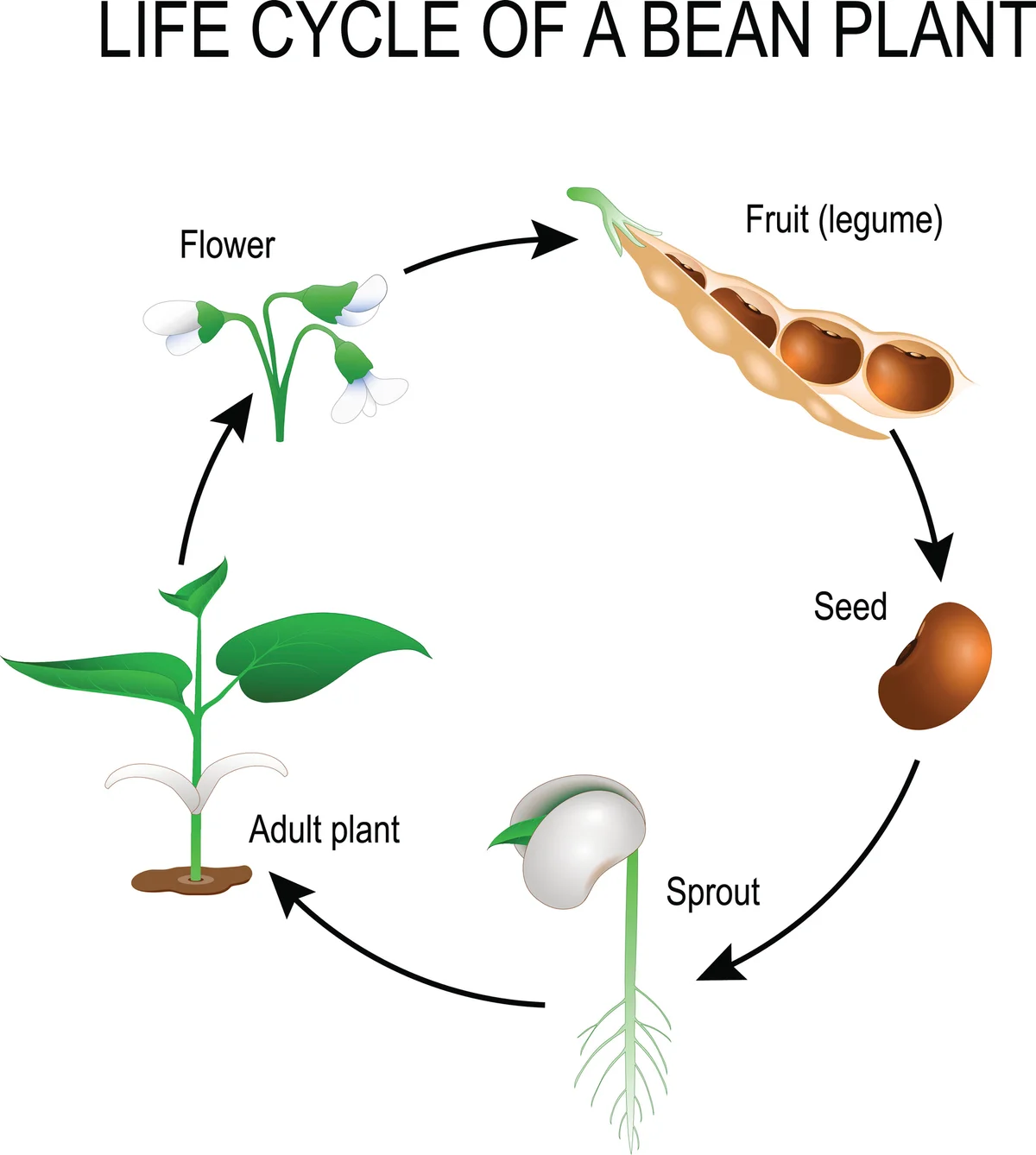 Life cycle of a bean plant