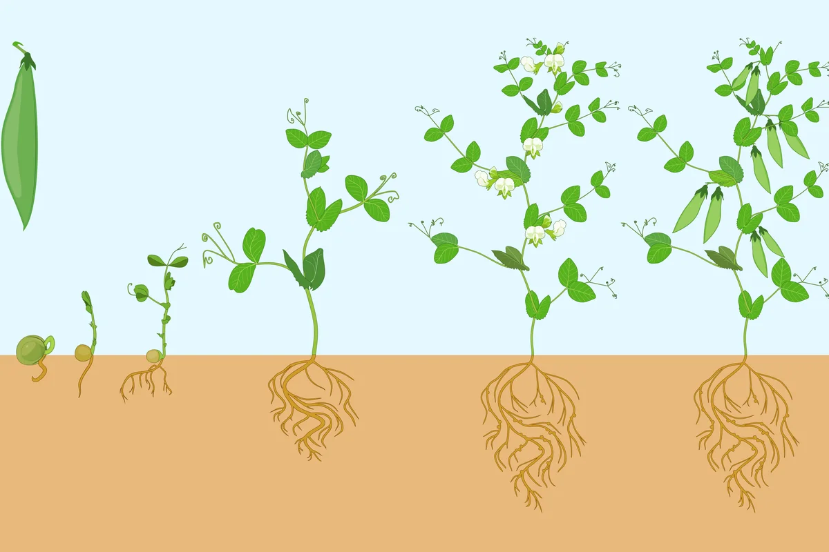 Life cycle of pea plant with root system