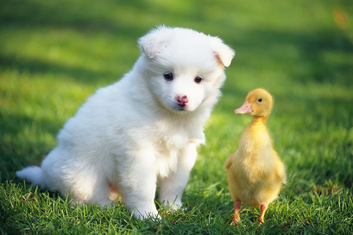 White Puppy and a Chick Standing on The Grass
