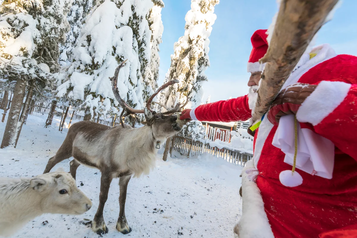Santa Claus feeding reindeer in the snowy forest