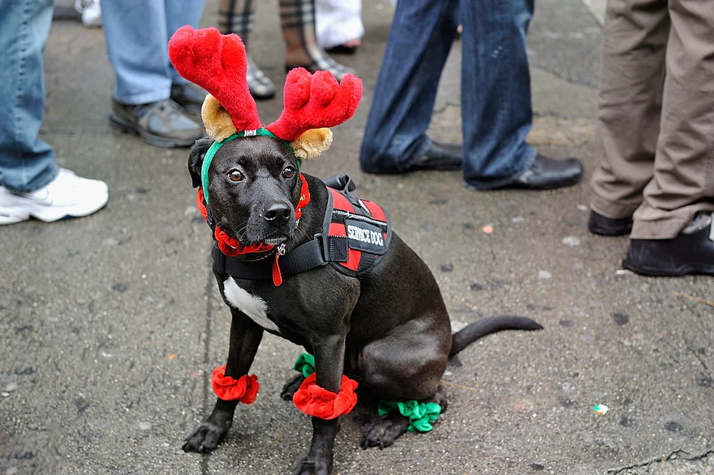 A dog wears a reindeer costume
