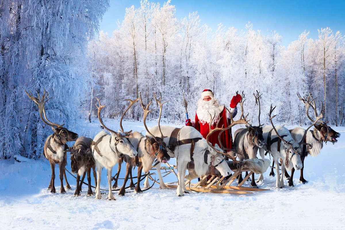 Santa Claus and his reindeer in the forest