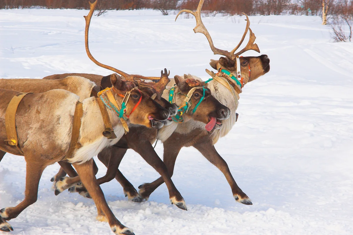 Reindeer race