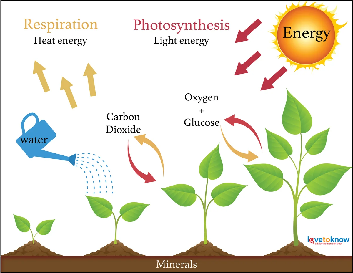 Plant Growth