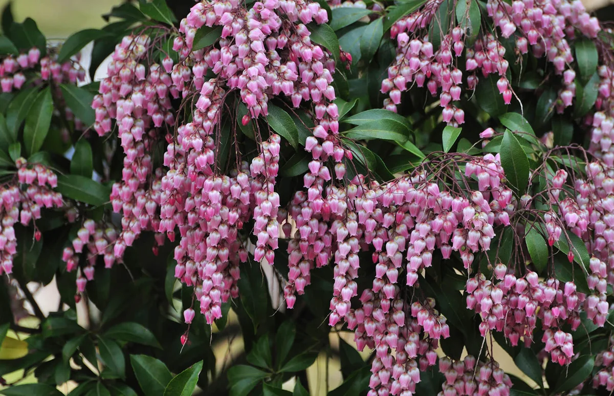 Japanese andromeda flowers