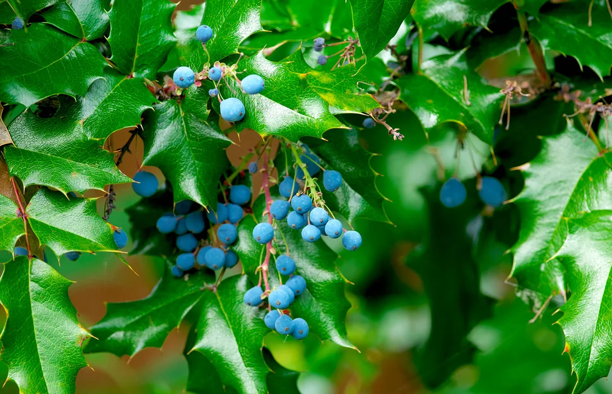 Tall Oregon Grape (Mahonia aquifolium) berries with dark, glossy leaves