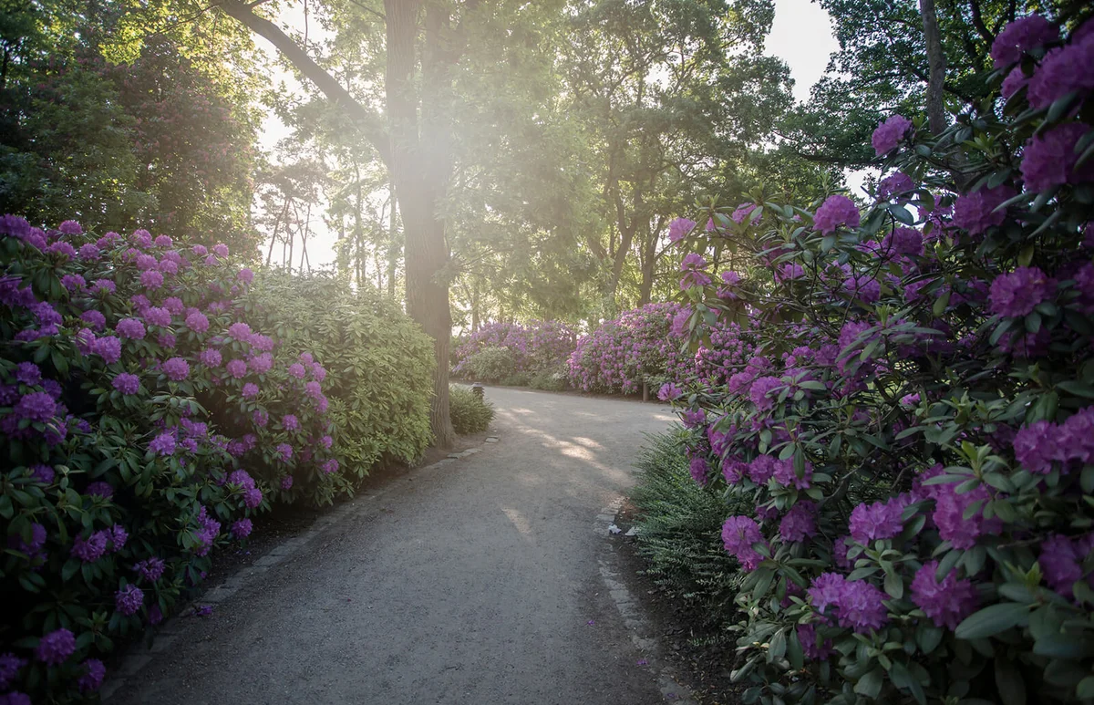 Rhodendron bushes at Timmendorfer Strand