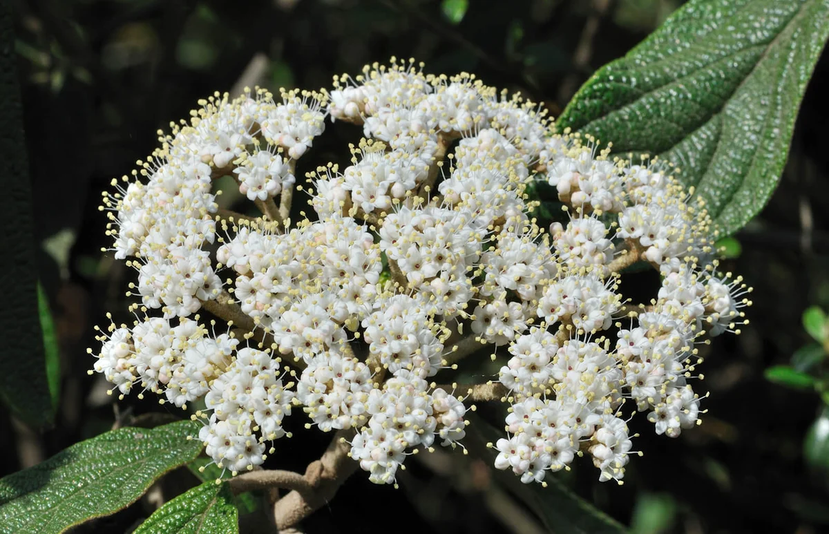 Leatherleaf Arrowwood