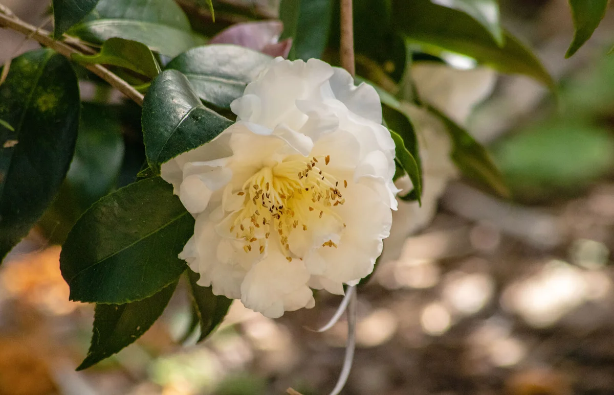 White camellia