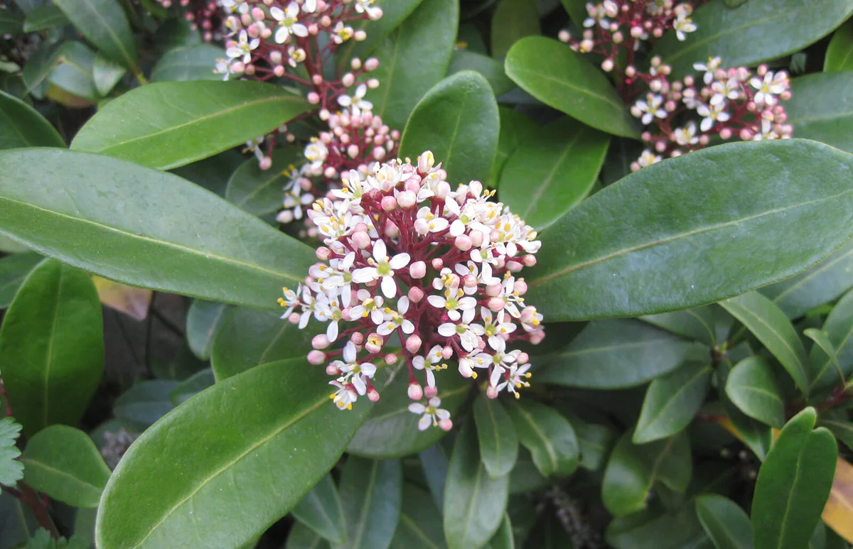 Skimmia japonica