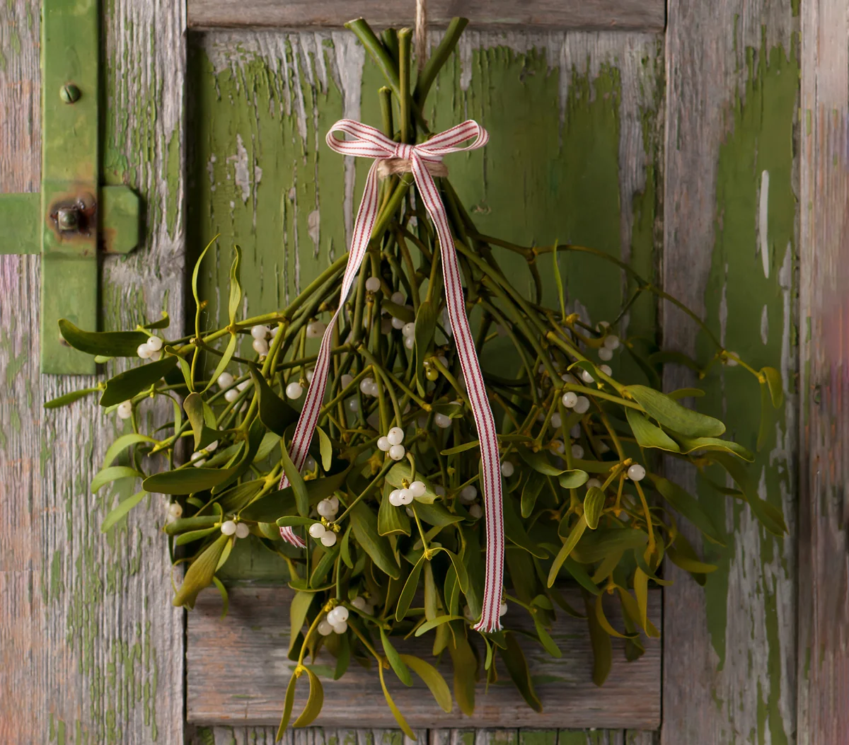 Christmas mistletoe with white and red ribbon bow