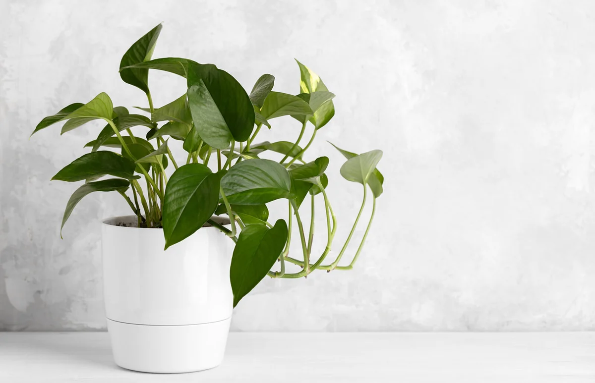 Devil's ivy in a white modern flower pot
