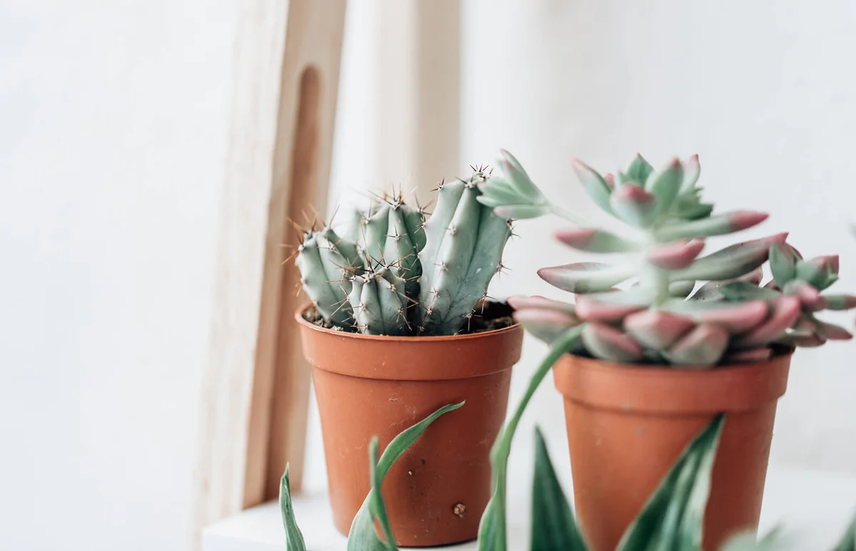 Home succulent plants in pot