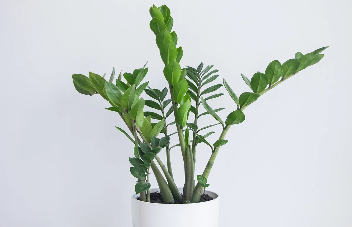green Zamioculcas zamiifolia plant in pot