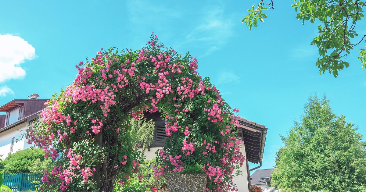Elevate Your Garden With 11 Gorgeous Climbing Roses