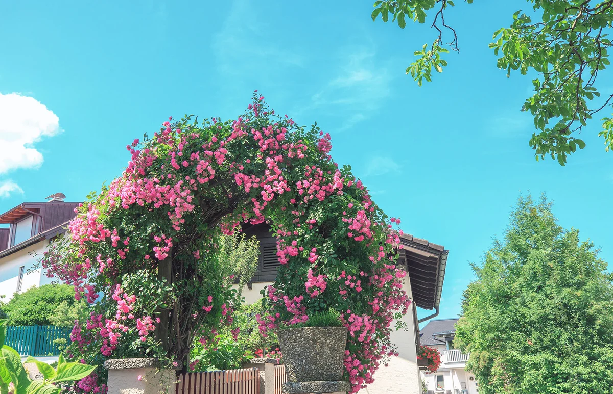 Arch passage from bush blooming with pink roses in front of house