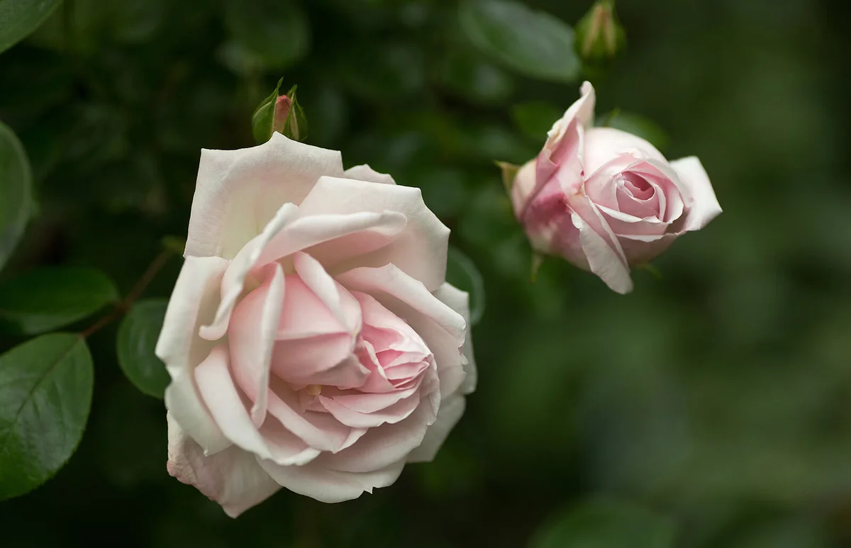 New Dawn Rose