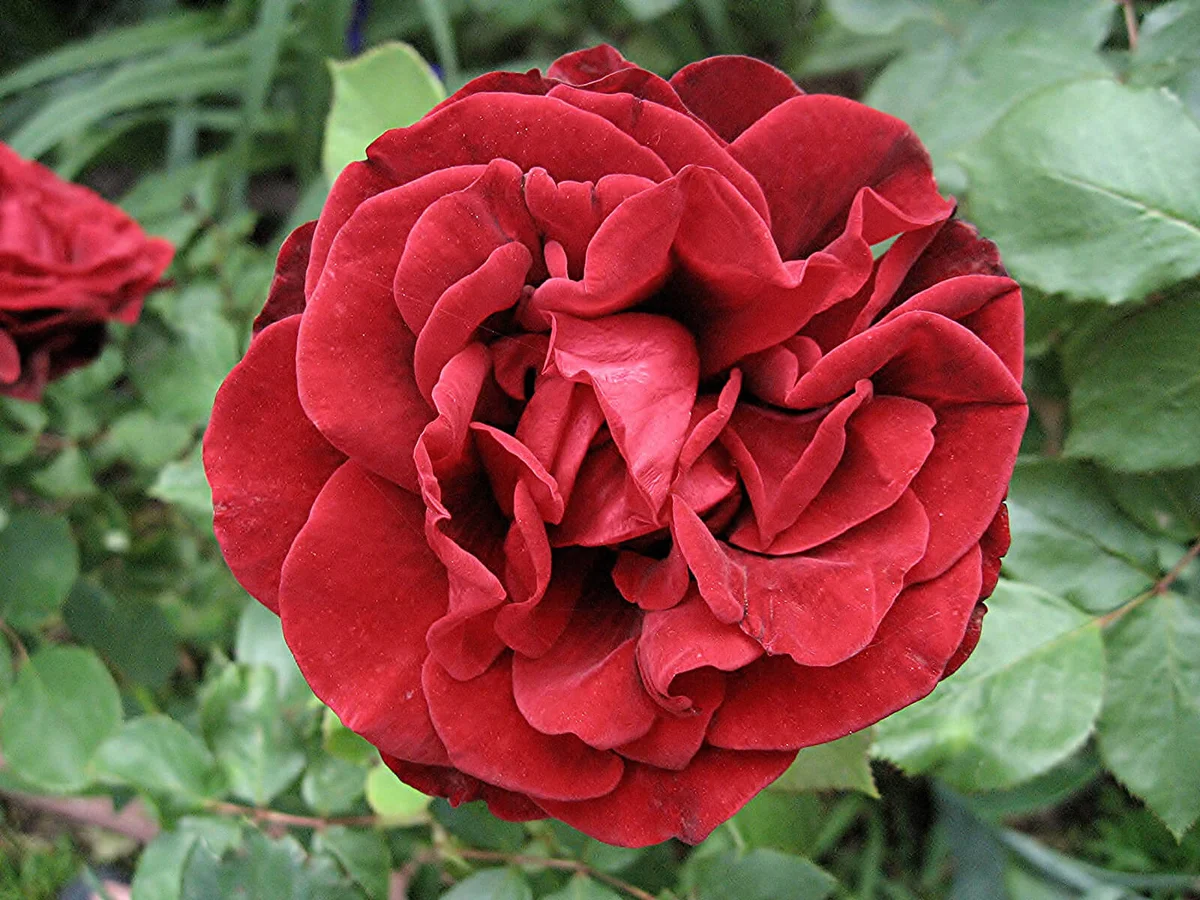 red Don Juan climbing rose