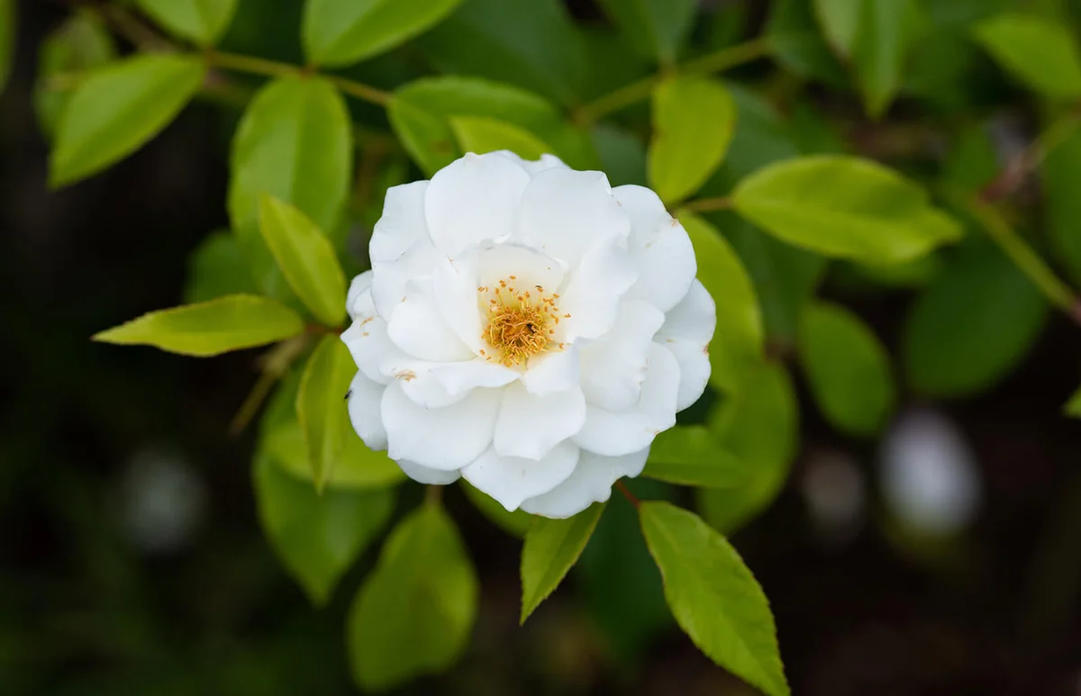 white rose flower 'Iceberg'