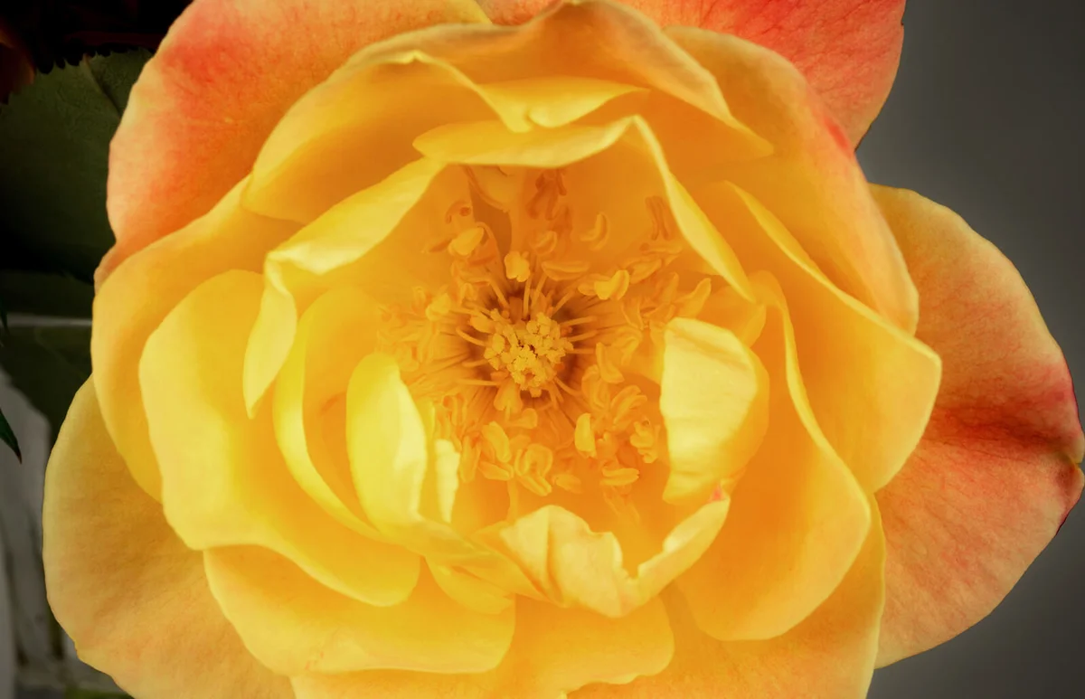 Joseph's Coat Rose Beauty