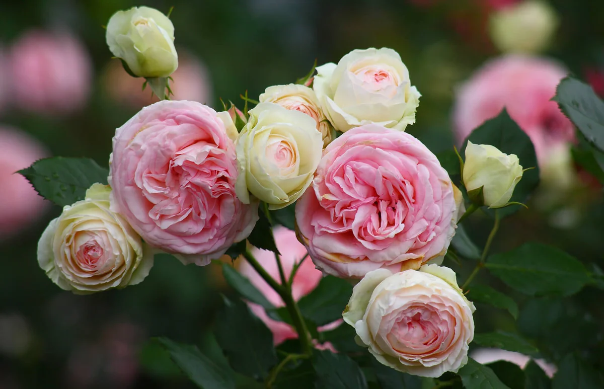 Pink and white roses (Pierre de Ronsard)