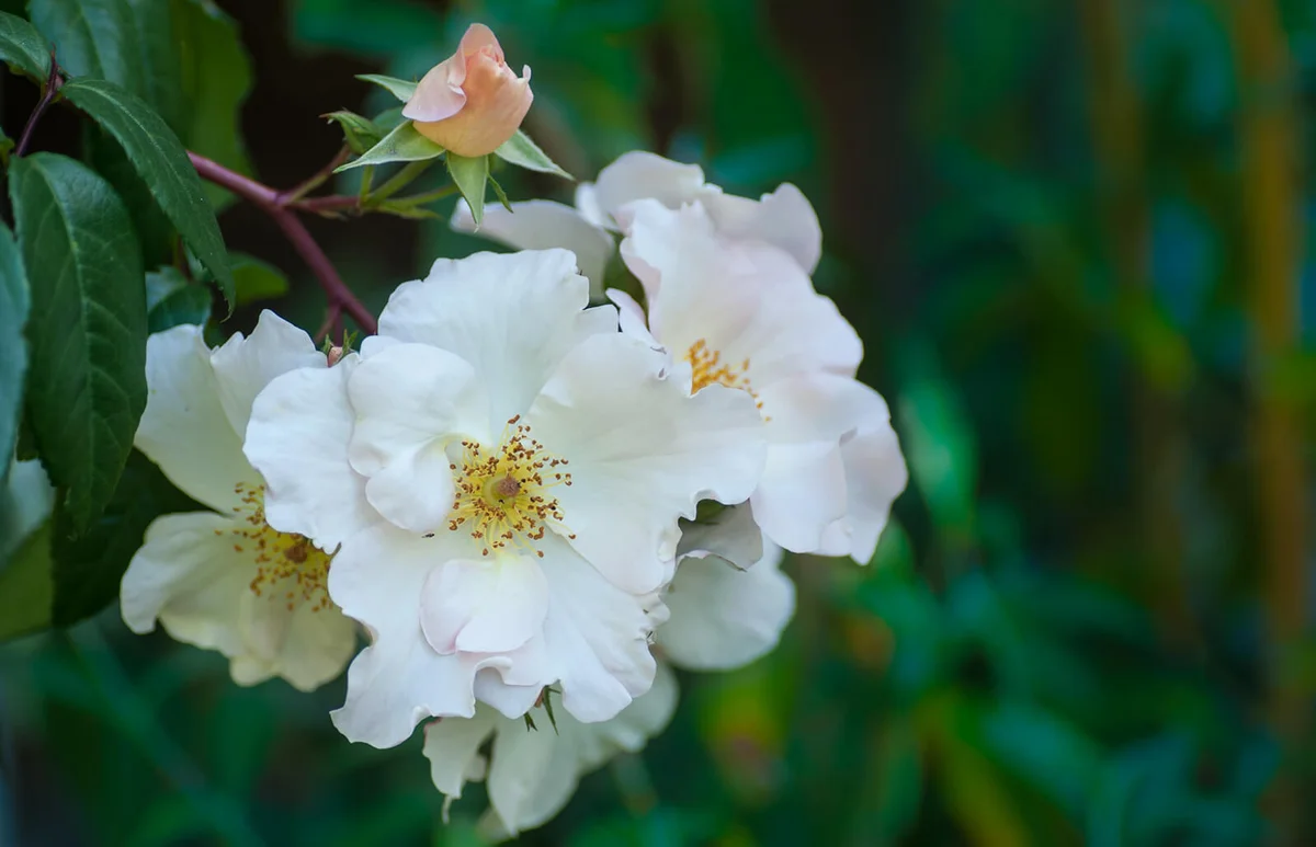 Bunch of open flowers and closed bud of rose Sally Holmes