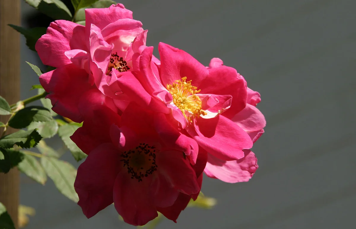 William Baffin climbing Rose