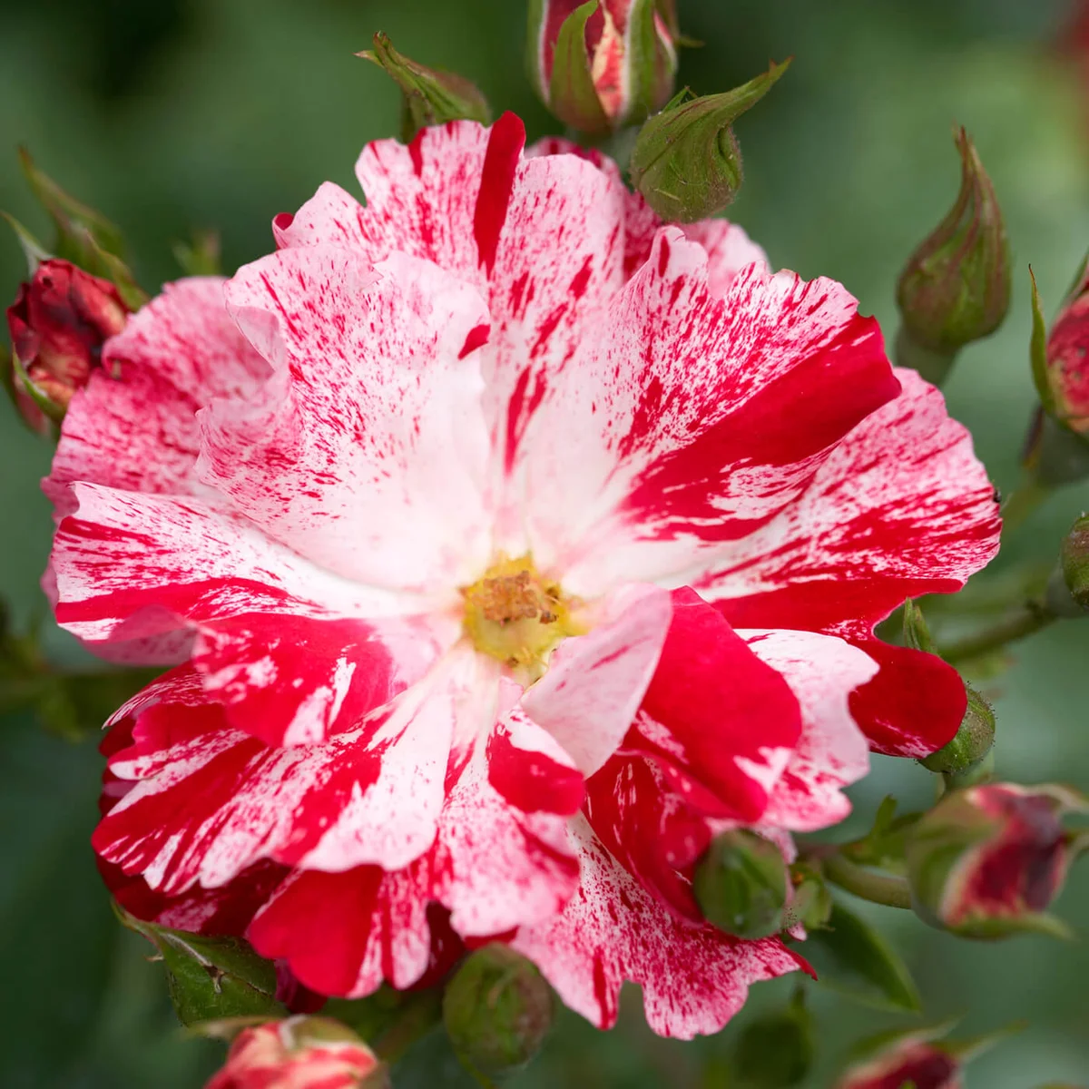 Fourth of July Climbing Rose