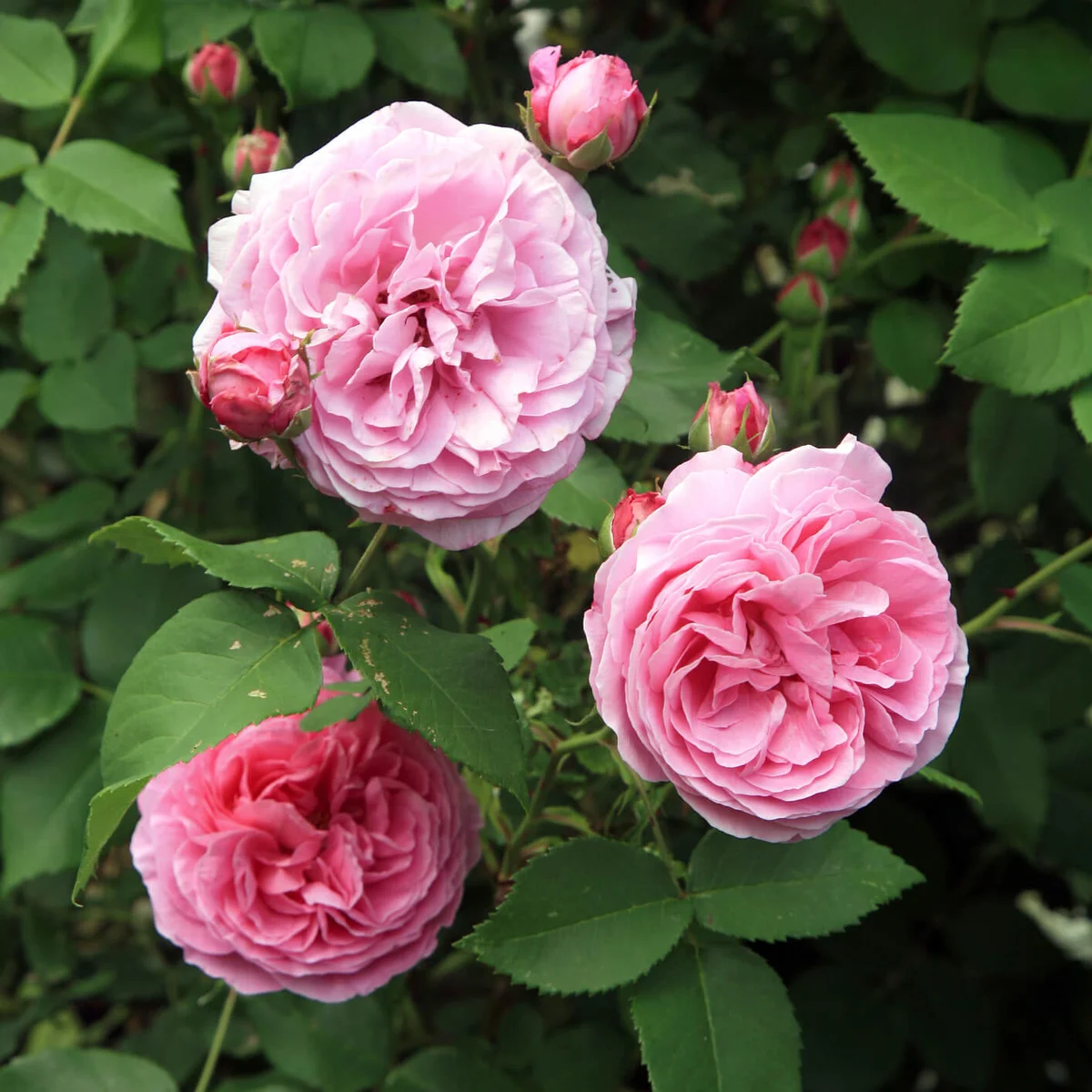 Bourbon rose in the summer country garden