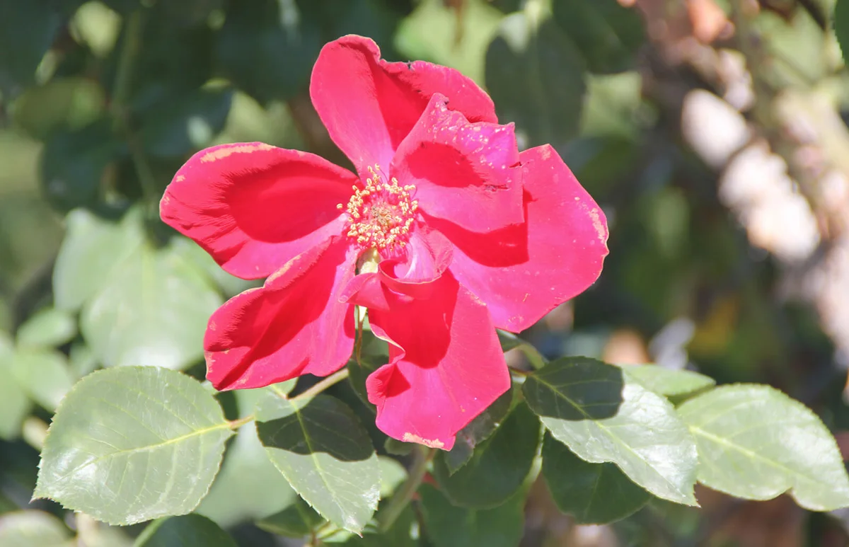 Rosa Altissimo | ID 78035149 © Westhimal | Dreamstime.com
