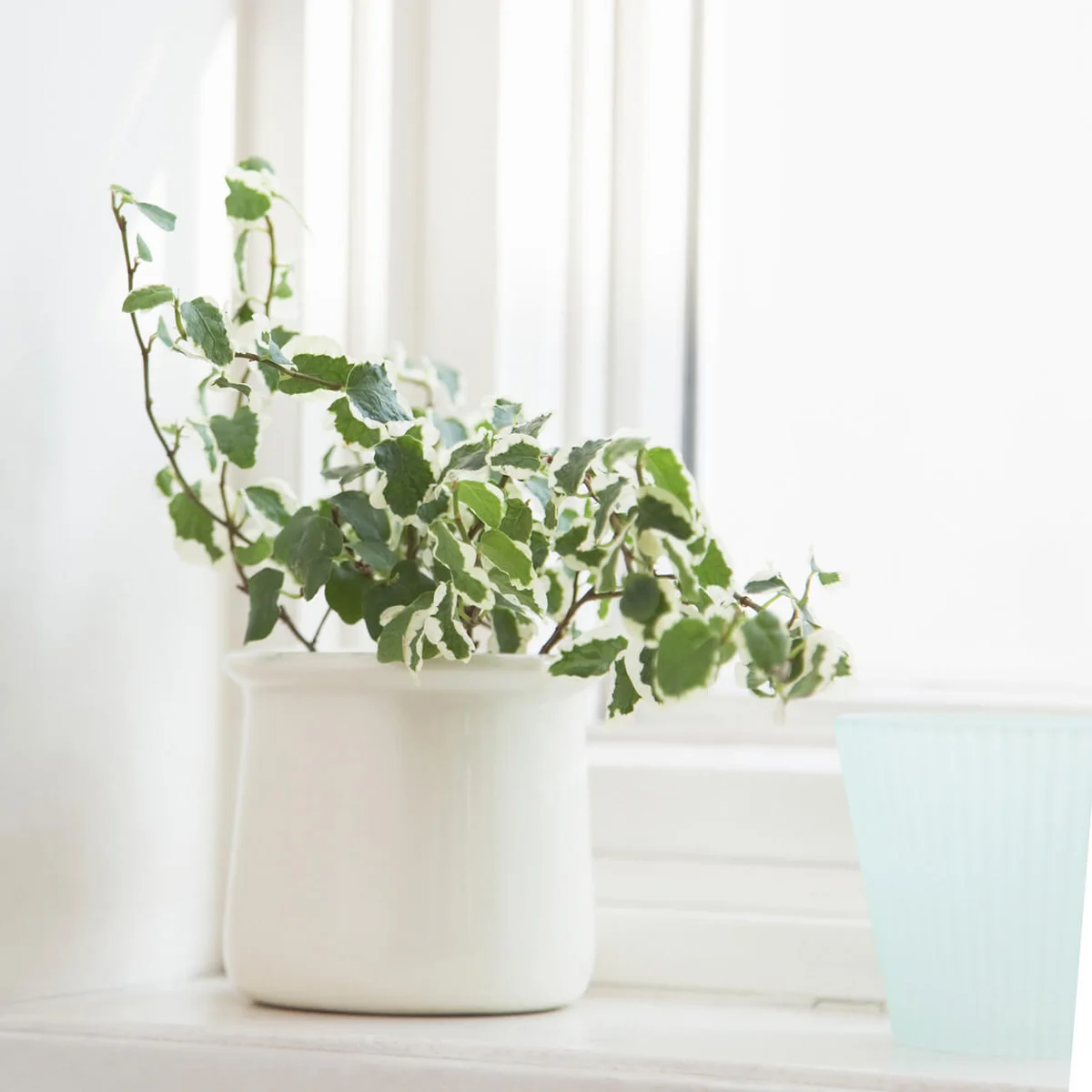 Creeping fig