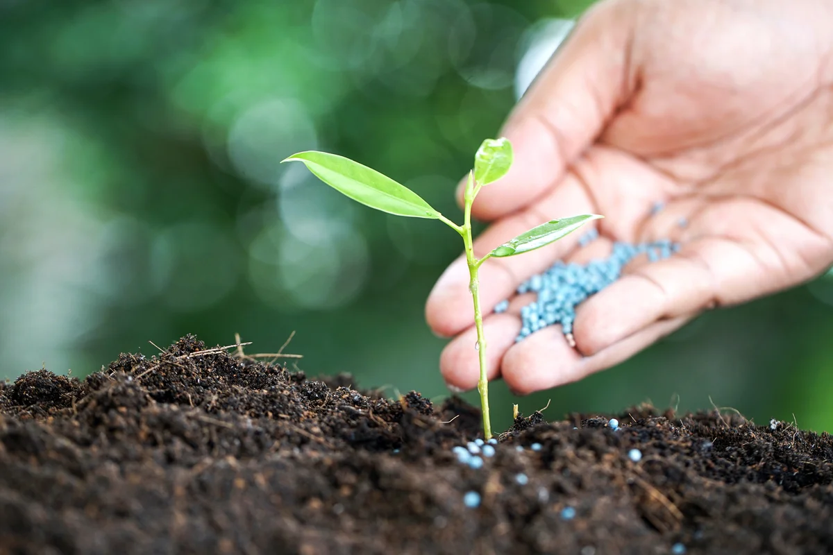Hand watering young tree over green background