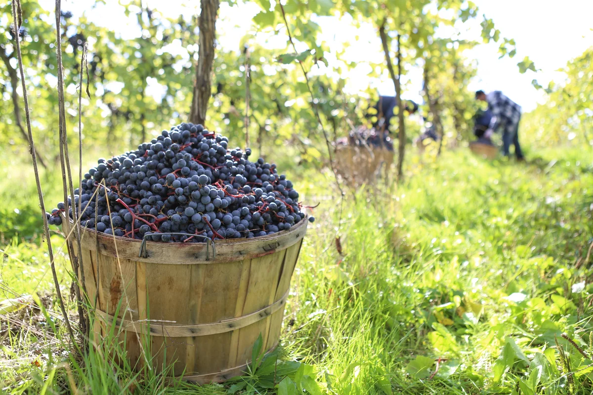 Harvesting organic red grapes