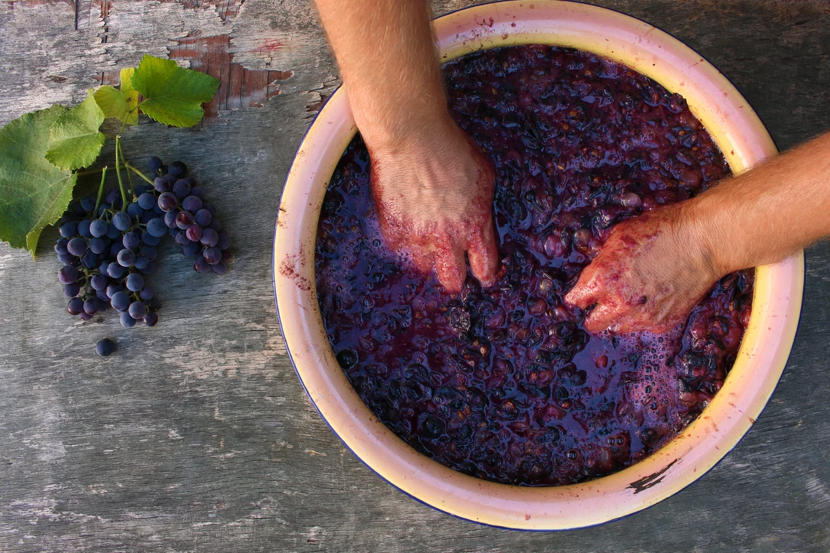 Crushing grapes for homemade wine