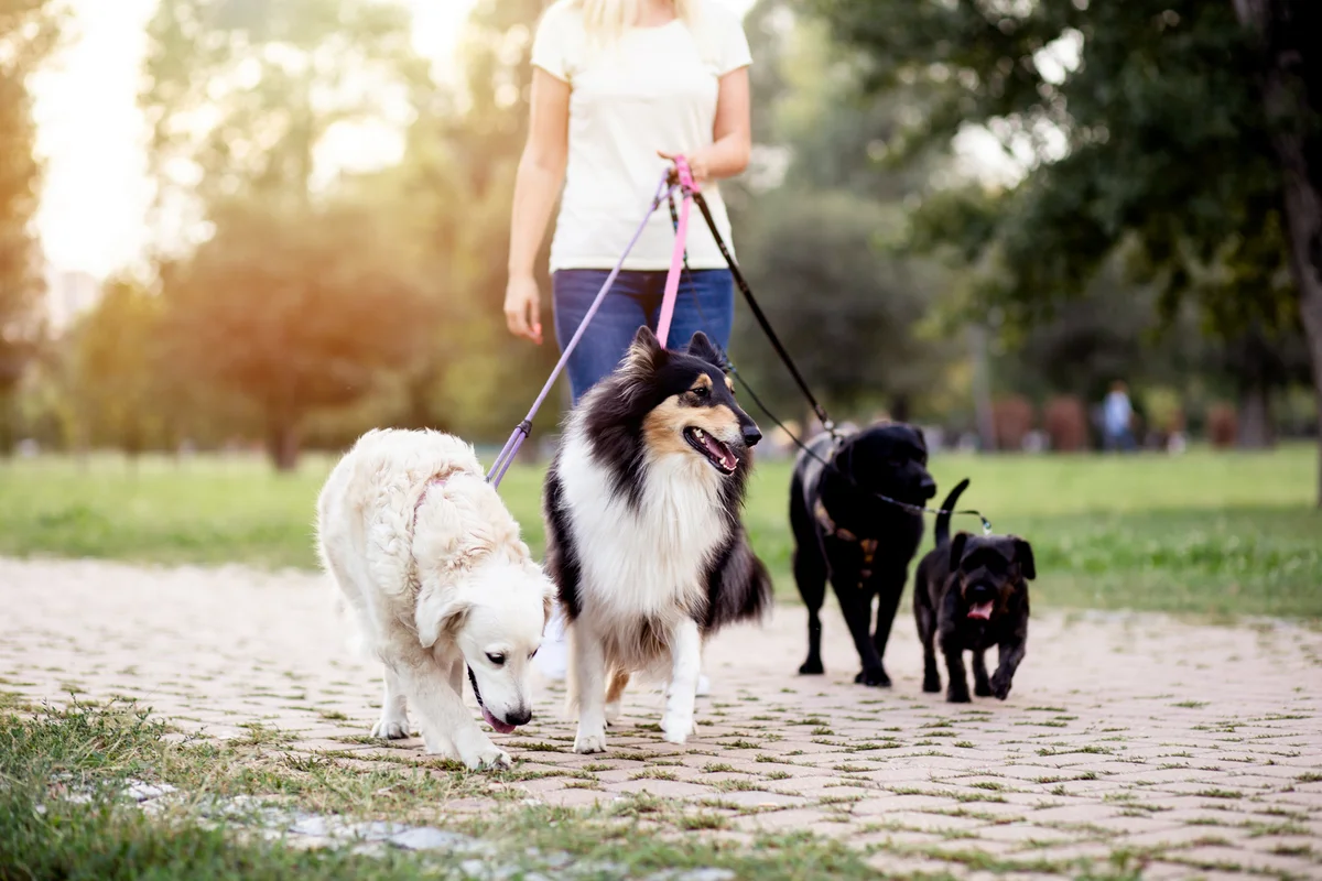 Dog walker enjoying outdoors in park with group of dogs