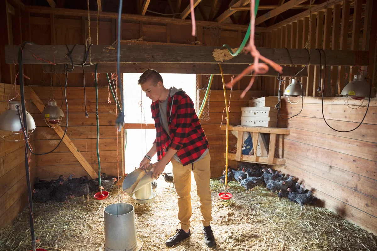 Boy filling feeder in barn