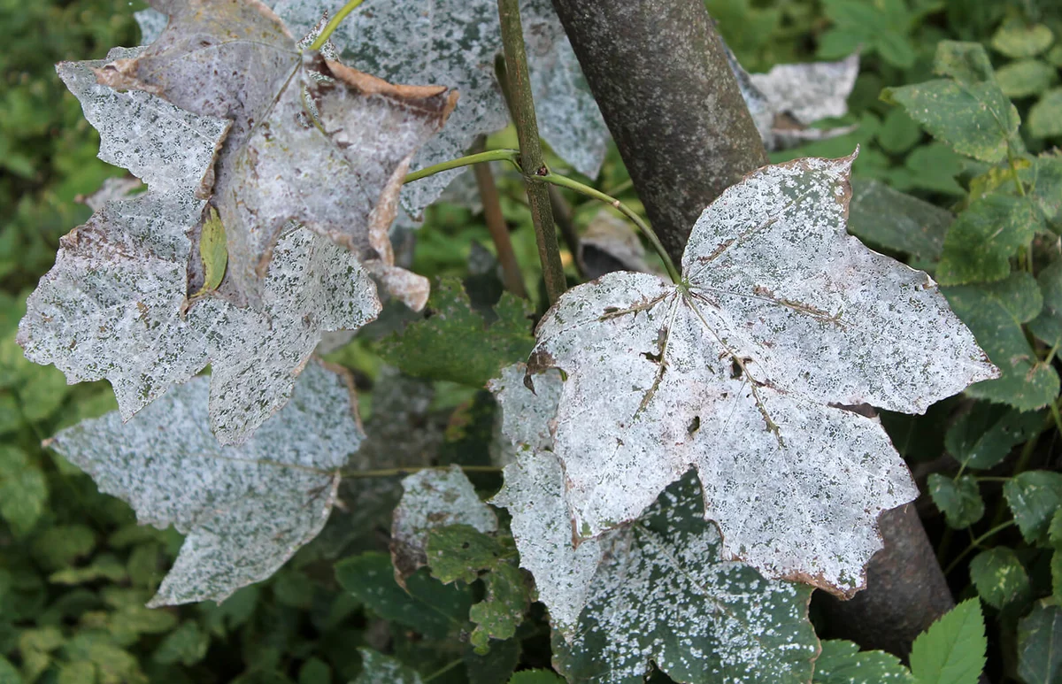 Powdery mildew on Norway Maple