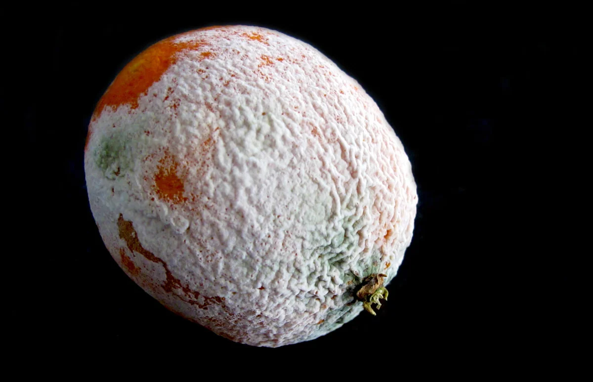 Close up of a moldy orange