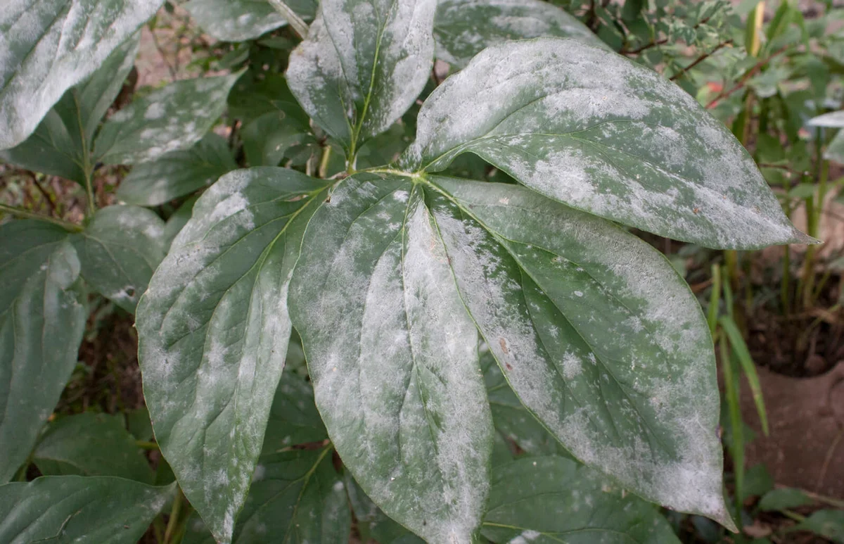 Powdery Mildew Disease on Leaves