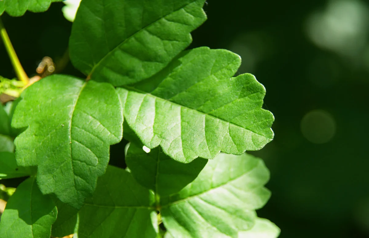 Poison Oak