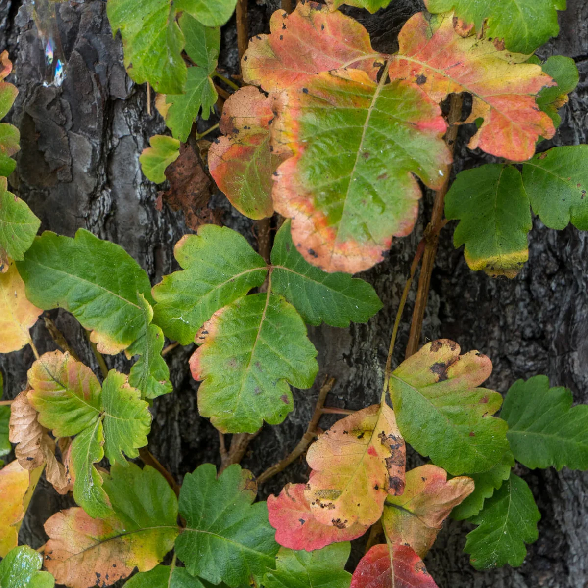 Poison oak vine growing on a tree trunk