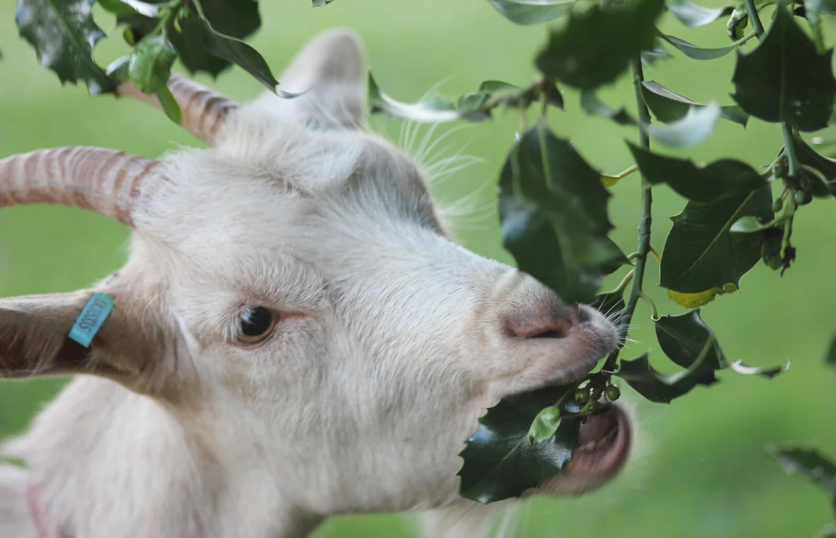 Goat Eating Leaves