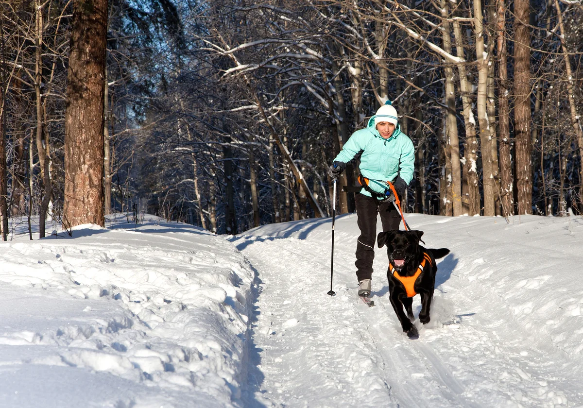 Woman on ski is going for a running dog