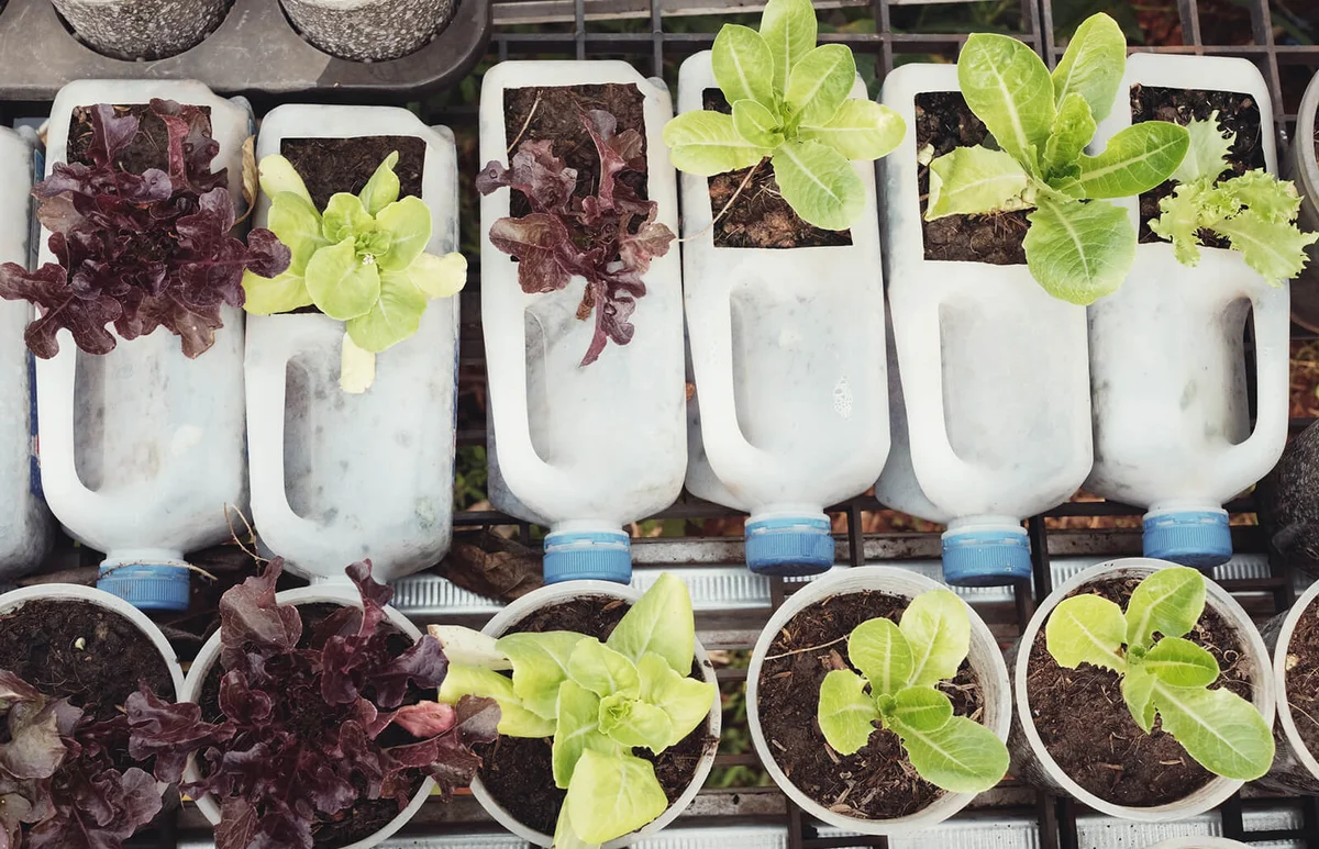 Directly Above Shot Of Potted Plants In Store