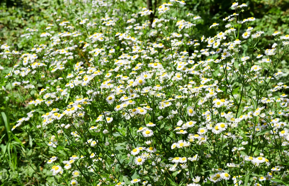 Glade Of Flowers Of Chamomiles