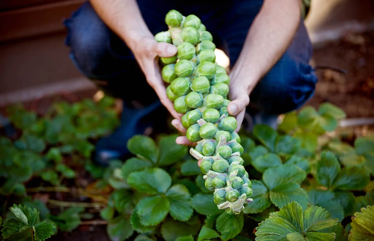 Man Holding Stalk Of Brussels Sprouts